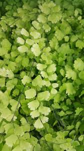 Image result for Adiantum vogelii