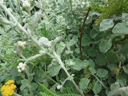 Image result for Helichrysum panduratum