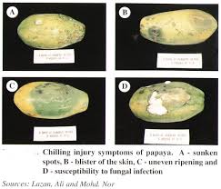 Papaya Post Harvest Processing Tfnet International Tropical Fruits Network