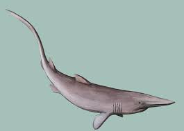When the goblin shark was discovered, scientists were excited to find out that they weren't just dealing with a new species of shark, but also with a whole new genus (mitsukurinidae) and family (mitsukurina.) the first goblin shark was caught by a shipmaster and naturalist named alan owston. Adw Mitsukurina Owstoni Information