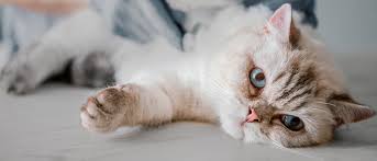 When can you get a kitten fixed. A Guide To Getting Your Cat Spayed Royal Canin