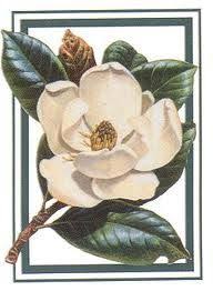 Magnolia Flower Meaning Google Search Flower Painting Floral Painting Flower Art