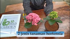 We did not find results for: 2 Jenis Bunga Hortensia Youtube