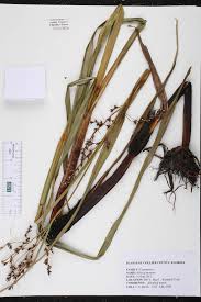 Image result for Scleria lacustris