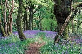 Walks In Carmarthen Caerfyrddin Green Castle Woods Sir Gaerfyrddin Carmarthenshire Walks British Garden Places To Go Stunning View
