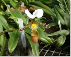 You can reuse the corks of wine bottles if you have a garden in your backspace. 15 Benefits Of Using Labels To Identify Plants In Your Garden National Band And Tag Company