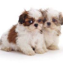 Their name means lion, so they are sometimes referred to as the lion dog. Available Quality Kci Vaccinated Shih Tzu Puppies Male And Dogs For Sale In Adarshnagar Pune Click In