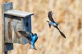 The president, pete markham, retired from eli lilly pharmacuetical & co. Eastern Bluebird Birdhouses Help With Fruit Tree Pest Control