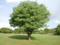Image result for Sclerocarya