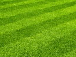Maybe you would like to learn more about one of these? Lawn Mowing Valrico Fl