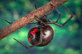 Like many spiders, the black widow spider eats other arachnids and insects that get caught in their webs. Why Black Widow Spider Venom Is So Potent Live Science