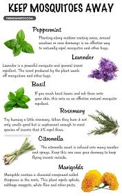 Plant herbs & flowers that repel mosquitoes. When Spring Arrives So Do Those Annoying Mosquitoes Everybody Knows That They Can Be A Huge Nuisanc Mosquito Repelling Plants Backyard Eating Diy Garden Table