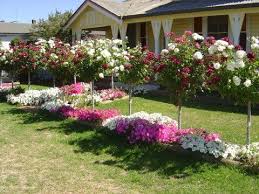 Burgundy White Iceberg Standard Treloar Roses Rose Garden Design Rose Garden Landscape Front Garden Landscape