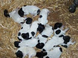 By design44 2486 aero , transparent , cursor, windows , white ,black , imleç , şeffaf baby arrow™ super mario world: Group Of Black And White Pointer Puppies