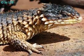 Black And White Tegu Lizard Sc Cordylus Giganteus Cute Reptiles Pet Lizards Cute Lizard