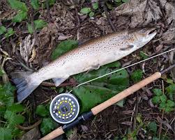 The fishing conditions are moderate.not many reports from the river, but a 5lb salmon was caught from beat 1 of the laune on worm. The River Wear