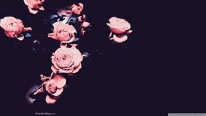 Flower black background hd images. Hd Wallpaper Pink Flower Wallpaper Flowers Black Background Studio Shot Wallpaper Flare