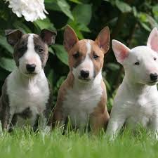 Ukc purple ribbon bred apbt puppies. Bull Terrier Puppies For Sale