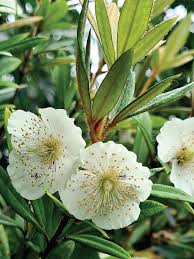 Image result for Cunoniaceae