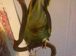 Er hatte durchfall, hatte sich aufgeplustert, immer müde, dauernd am po gekrazt und gar nicht mehr richtig da. Ist Diese Kloake Normal Wellensittich Gesundheit Wellensittich Forum We Love Budgies