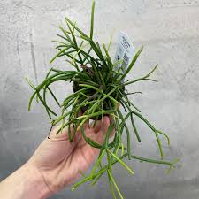 Image result for Rhipsalis