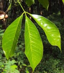 Image result for Hevea brasiliensis