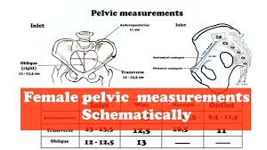 We are looking forward to participate in the ever increasing investment in the areas of generation, transmission, distribution and utilisation of electrical power as a result of higher demand for high quality electrical power. Pelvic Brim Diameter What Is The Pelvic Brim