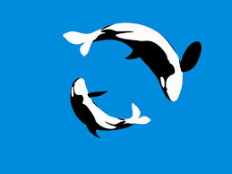 Check spelling or type a new query. Orca Loop Calming Gifs Loop Gif Gif