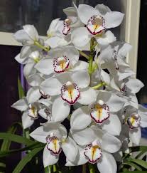 ☘️ Cát lan Sung Ya Green