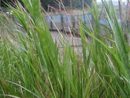 Image result for Phacelurus