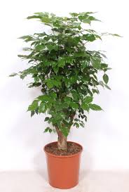 Image result for Radermachera