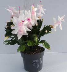 Christmas cactus can be a little more difficult to track down, i got both of mine as starts from folks beautiful indeed. Schlumbergera Christmas Cactus House Plants Buy Trees Shrubs Perennials Annuals House Plants Statues And Furniture