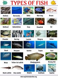 Types Of Fish List Of 29 Popular Fish Names With Pictures In English English Study Online Types Of Fish Animals Name In English Fish Chart