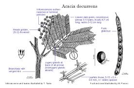Image result for Acacia decurrens