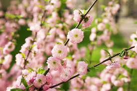 Home décor & so much more · fast & free shipping 10 Flowering Almond Prunus Triloba Plum Rose Tree Double Pink Flower Shrub Seeds 4 37 Picclick Uk