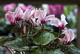 Image result for Cyclamen parviflorum