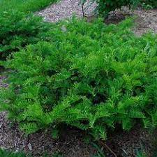 Cephalotaxus Harringtonia Prostrata Prostrate Japanese Plum Yew From Greenleaf Nursery Garden Shrubs Evergreen Shrubs Shade Plants