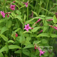 Check spelling or type a new query. Jasminum Beesianum Red Jasmine Plant Mail Order Trees