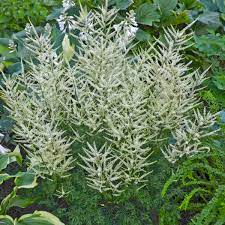 Aruncus Fairy Hair Pp30242 Walters Gardens Inc
