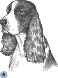 Black And White English Springer Spaniel Hunting English Springer Spaniel Dogs Puppies Book In 2020 Dogs And Puppies Spaniel Dog Dogs