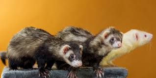 Frettchen benötigen übrigens täglich mehrstündigen auslauf in der gesamten wohnung. Frettchen Mustela Putorius Furo Verminscout