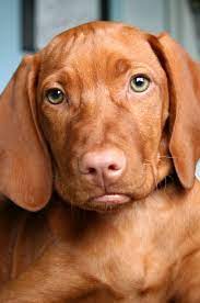Pin On Vizsla