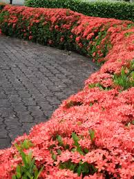 Ixora Border Plantas Jardim Paisagismo Jardim Jardinagem