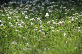 This herbaceous perennial has small, dark green leaves and delicate white. 9 Ground Cover Plants To Replace Your Grass Lawn Insteading