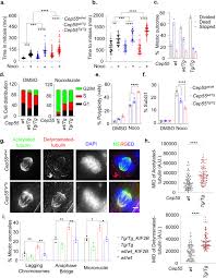 The sign of malaysian ringgit is rm, iso code is myr. Cep55 Overexpression Promotes Genomic Instability And Tumorigenesis In Mice Communications Biology