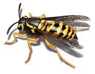 Yellow jackets fold their wings lengthwise when at rest. Yellow Jacket Removal Get Rid Of Yellow Jackets