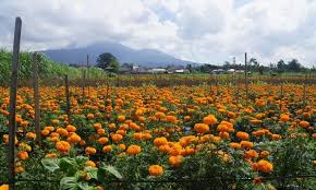 Selain itu, bunga marigold juga dianggap sebagai bunga sakral bagai umat hindu di bali karena kisah yang pernah beredar. Lokasi Harga Tiket Dan Keindahan Gemitir Garden