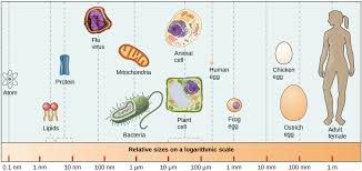 Read more about animal cell, functions and structure of animal. Multicellularity Development And Reproduction Organismal Biology