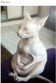 Is This Real Cats Cute Animals Sphynx Cat