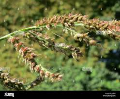 Image result for Carex echinochloe